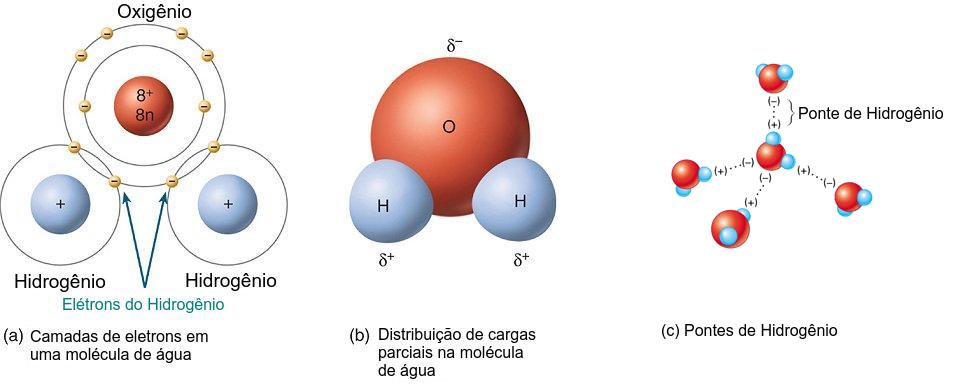 Características especiais da estrutura intramolecular (a: ligações covalentes entre os átomos, b: polaridade de uma molécula de água) e intermolecular da água (c: Arranjo entre moléculas de água vizinhas devido as pontes de Hidrogênio). Adaptado de http://bioweb.uwlax.edu/bio203/2010/olson_moll/polarwatermoleculeGOOD.jpg.